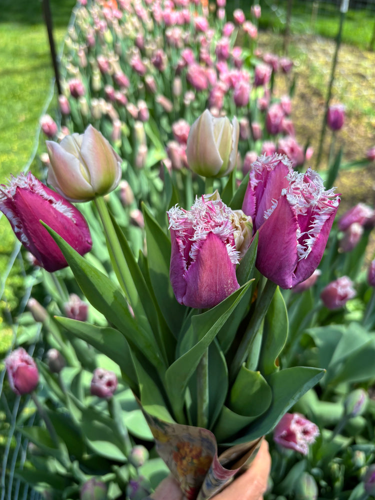 Locally Grown Tulips from Whipple Bee Flower Farm for Mother's Day 5/10 & 5/11